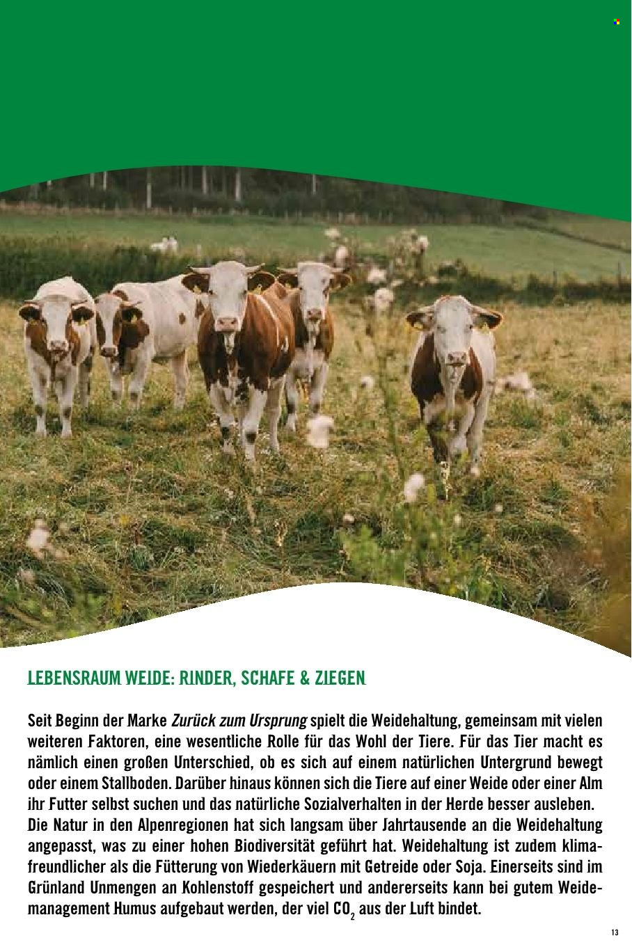 Angebote Hofer.