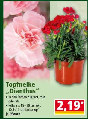 Topfnelke „Dianthus“