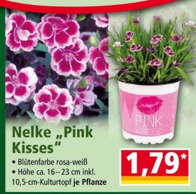 Nelke „Pink Kisses“