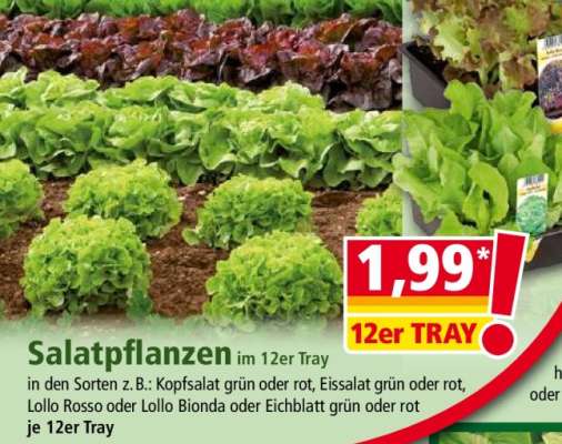Salatpflanzen
