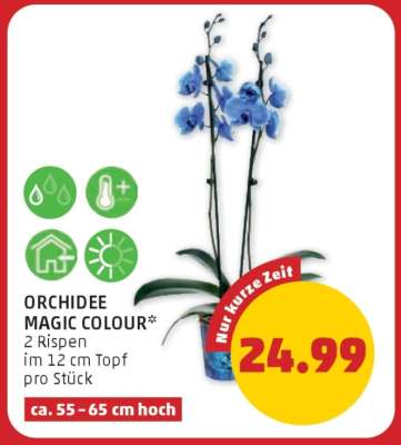 ORCHIDEE MAGIC COLOUR