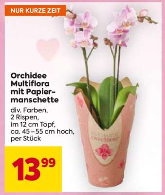Orchidee Multiflora mit Papiermanschette