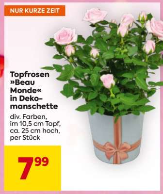Topfrosen »Beau Monde« in Dekomanschette